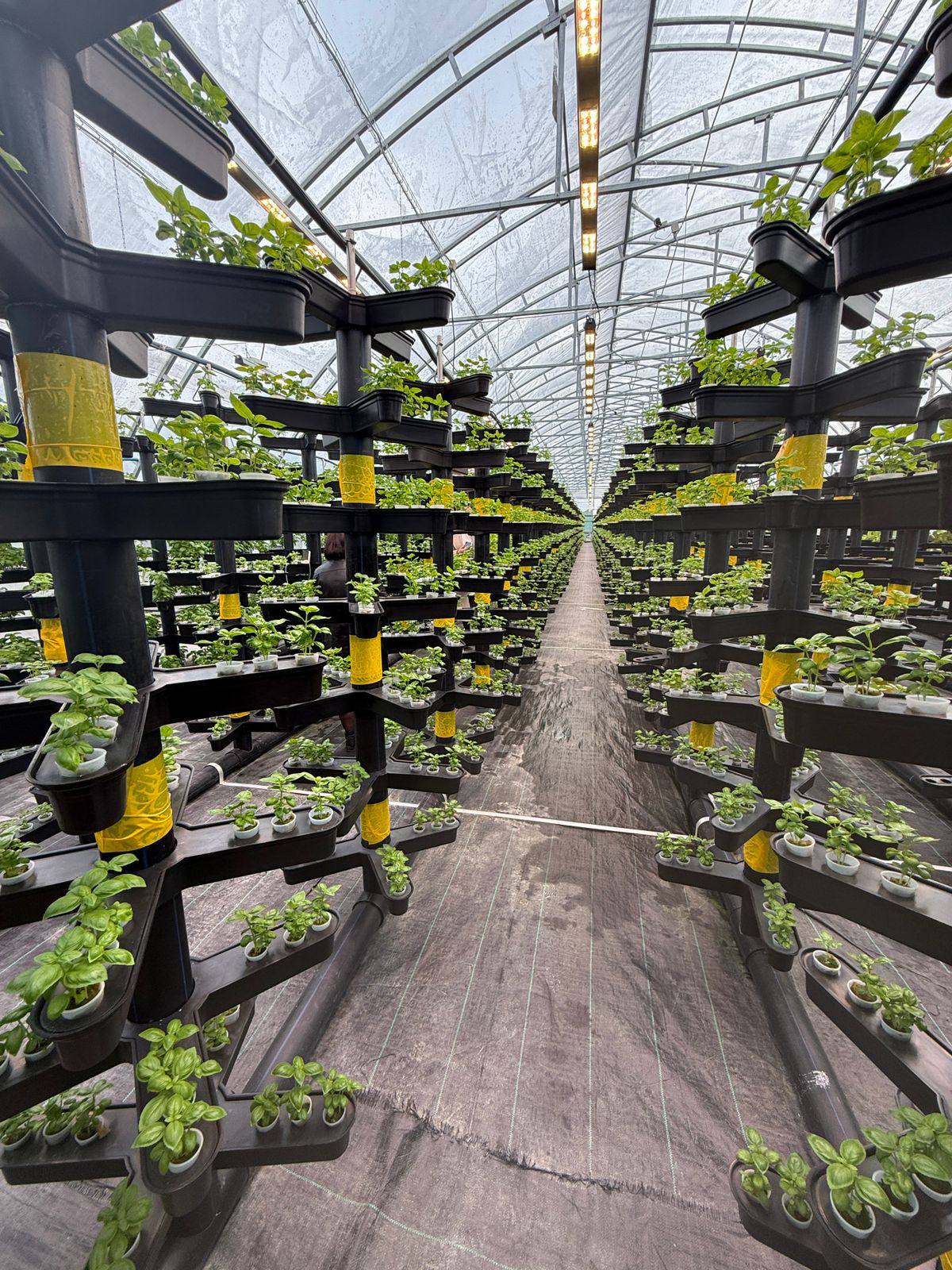 571419356 1367054931471537 2511949681086688467 N